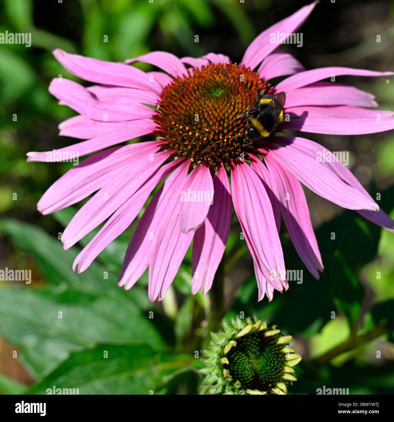 Un'ape su fiori estivi rosa e arancio di coneflower Echinacea purpurea che cresce nel giardino del Regno Unito luglio Foto Stock
