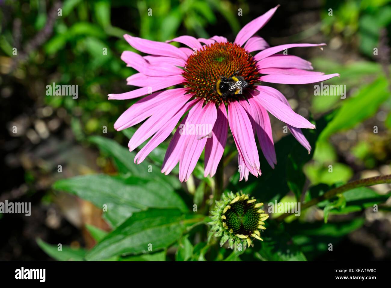 Un'ape su fiori estivi rosa e arancio di coneflower Echinacea purpurea che cresce nel giardino del Regno Unito luglio Foto Stock