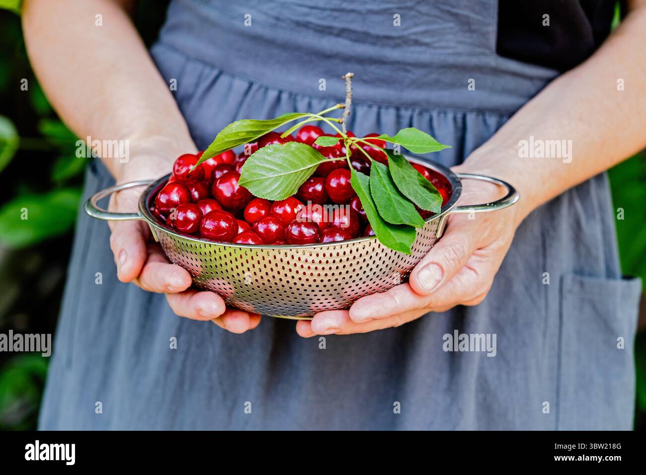 Raccolta di ciliegie fresche in un colino metallico tenuto per mano all'aperto. Frutta estiva, giardino e cibo biologico. Foto Stock