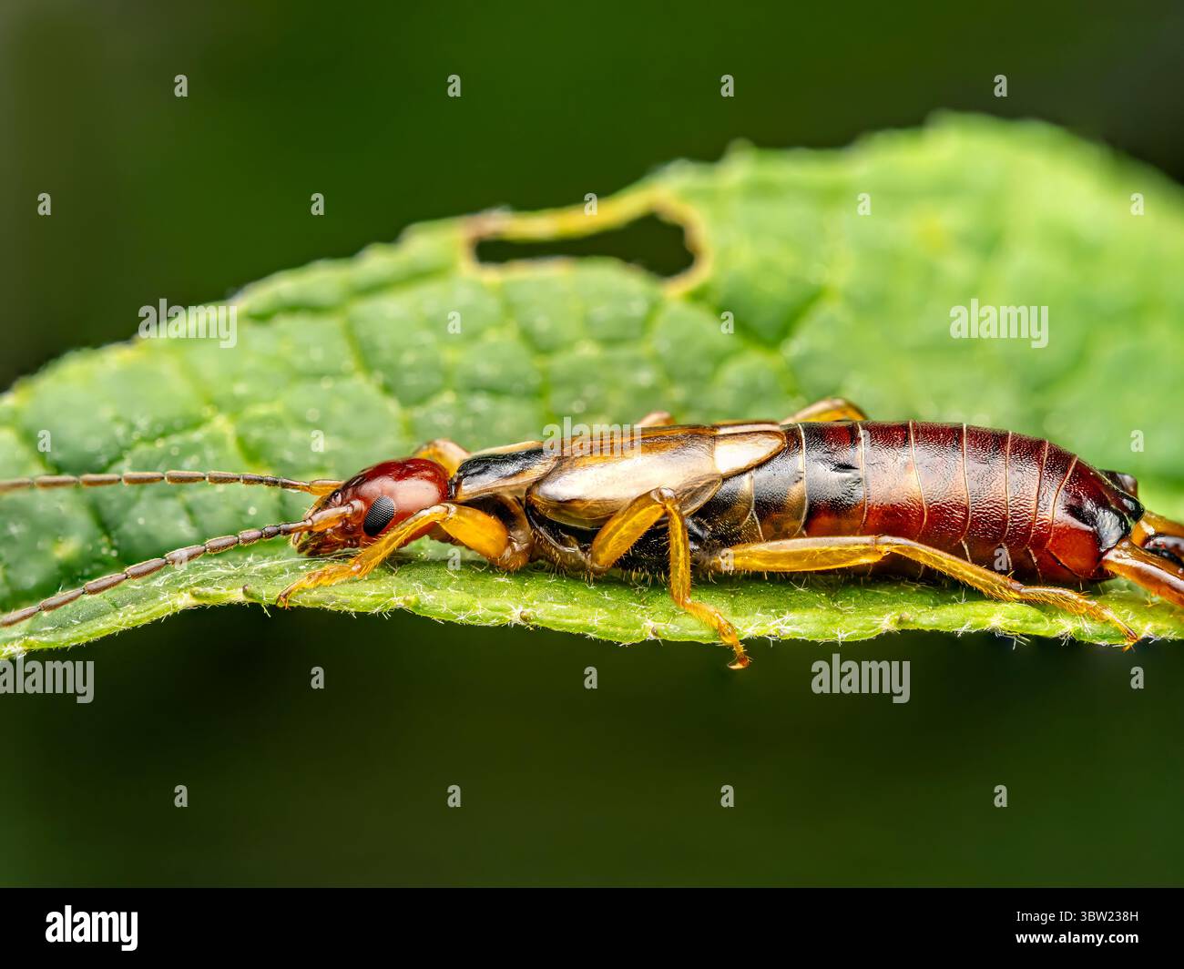 Foto macro dettagliata con un insetto con parrucchiere appollaiato su una superficie in foglia verde brillante. Foto Stock