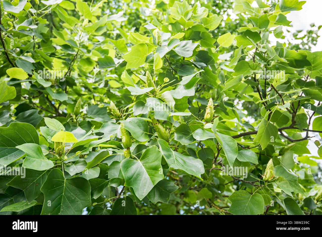 Liriodendron tulipifera....l'albero dei tulipani, la famiglia delle Magnoliaceae, fiori gialli-verdi simili ai tulipani, foglie gialle in autunno. Foto Stock