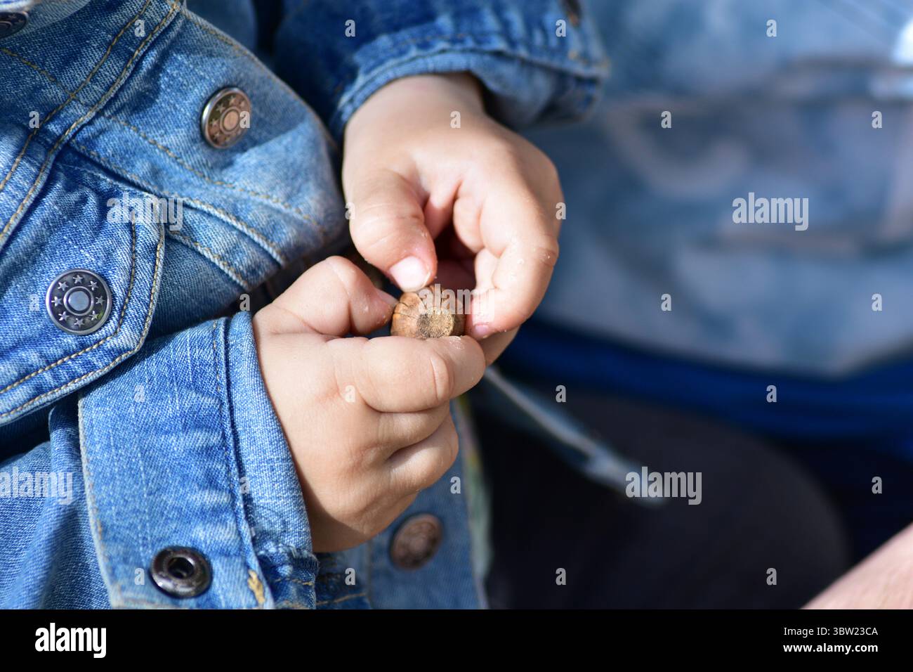 Primo piano di mani del bambino in una giacca di denim che regge la noce ghianda. La vista dettagliata cattura l'apprendimento tattile, la curiosità e l'esplorazione sensoriale, sottolineando l'importanza Foto Stock