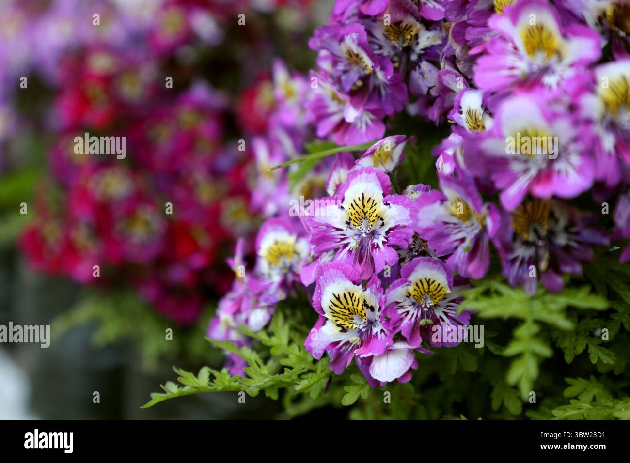 Un vivace gruppo di fiori viola dell'Alstroemeria in piena fioritura, con delicati petali e centri a strisce di tigre. Perfetta rappresentazione del naturale Foto Stock