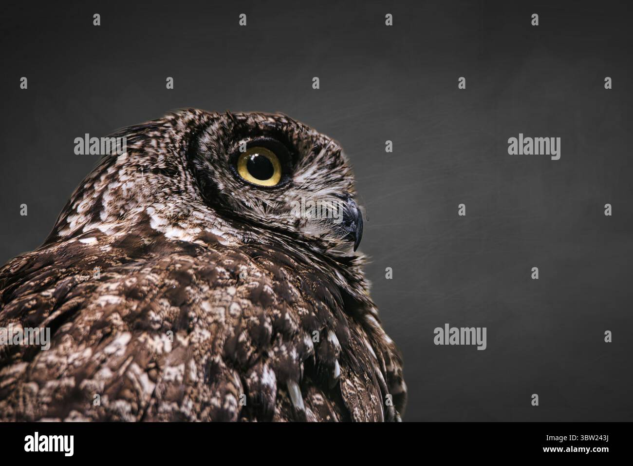 Il gufo ritrae le creature della fauna notturna cacciatore notturno nella foresta Foto Stock