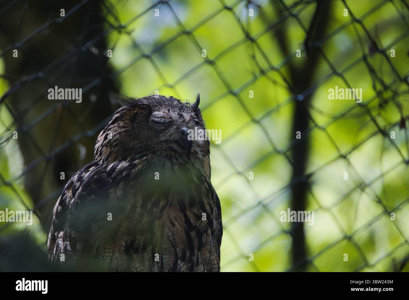 Il gufo ritrae le creature della fauna notturna cacciatore notturno nella foresta Foto Stock