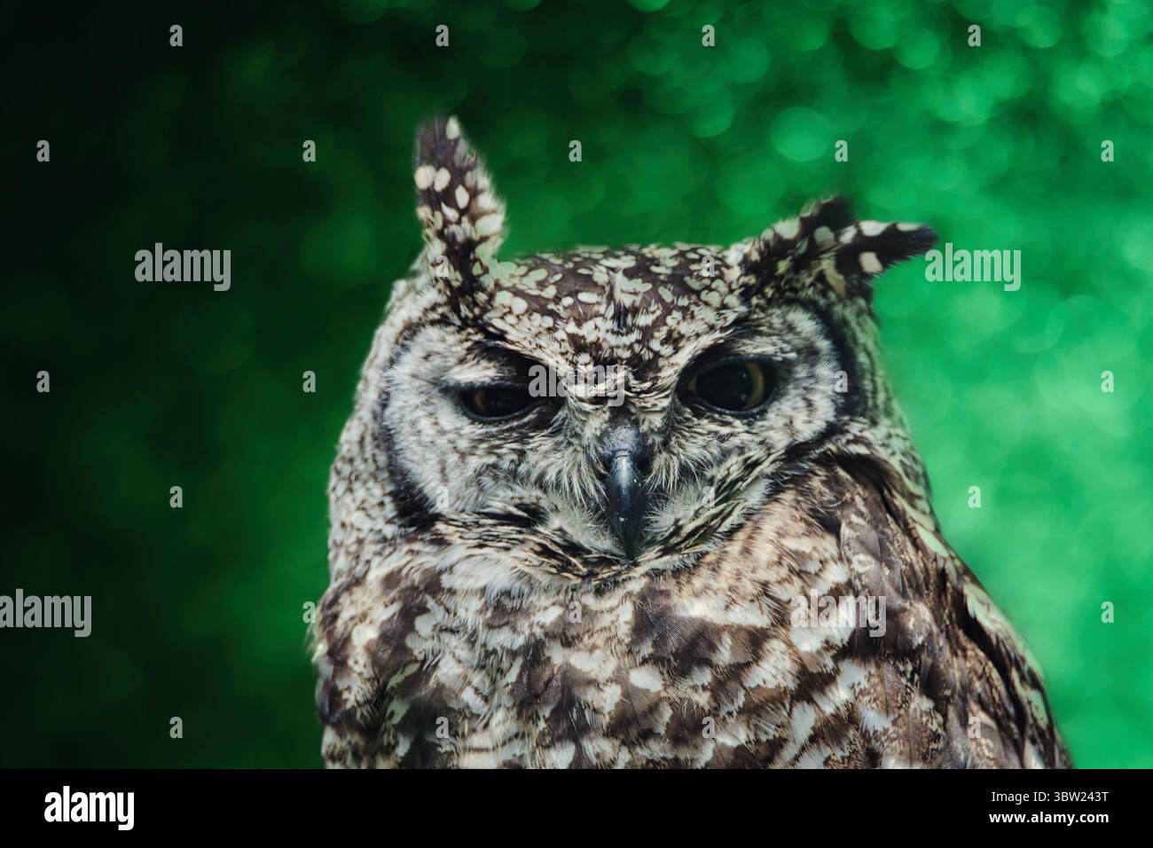 Il gufo ritrae le creature della fauna notturna cacciatore notturno nella foresta Foto Stock