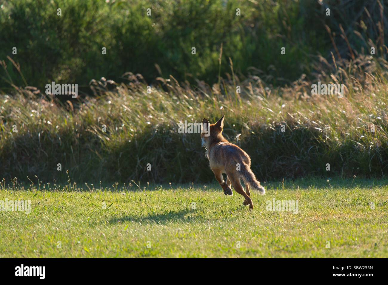 Una volpe rossa (Vulpes vulpes) che salta attraverso un prato erboso Foto Stock