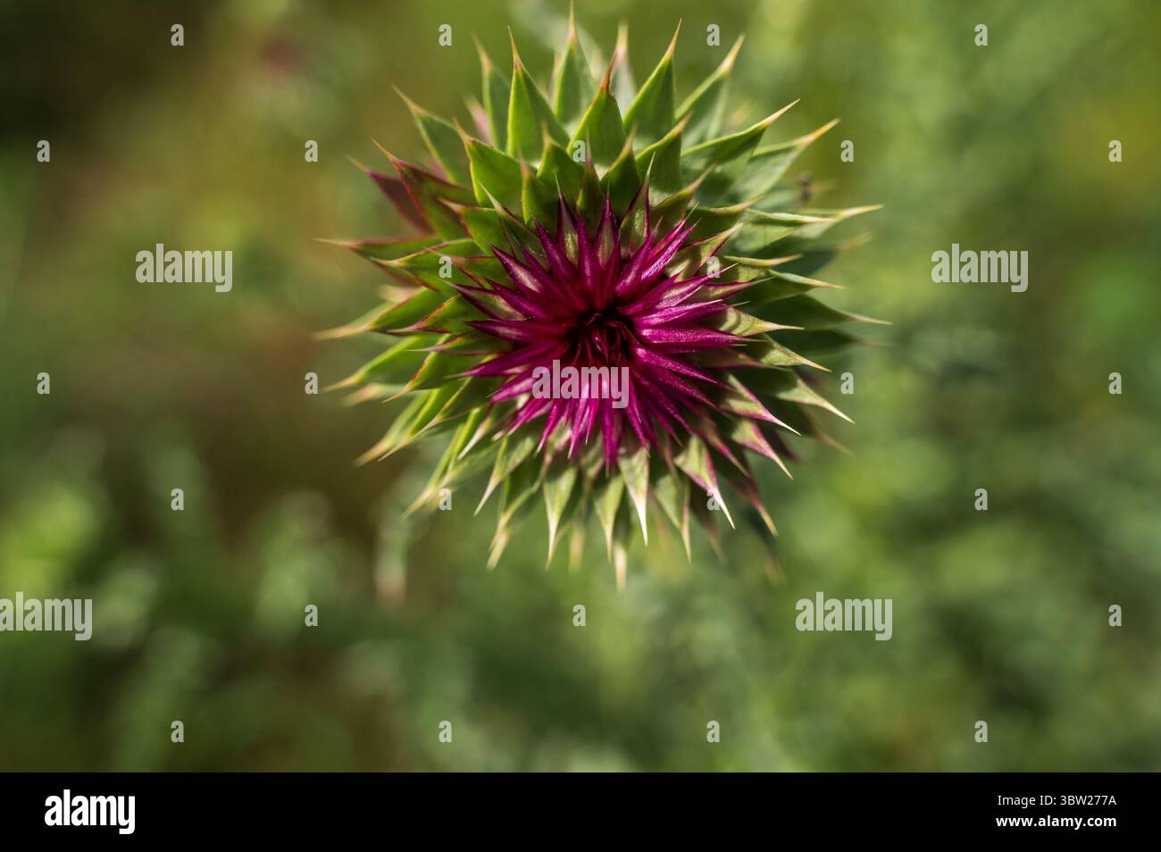 Primo piano di fiori di Cardo in natura. Vivace fiore di cardo viola Foto Stock