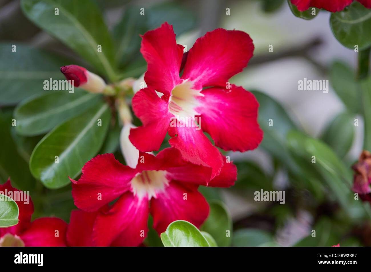 Vista ravvicinata del fiore rosa dell'Adenio che fiorisce nel giardino Foto Stock