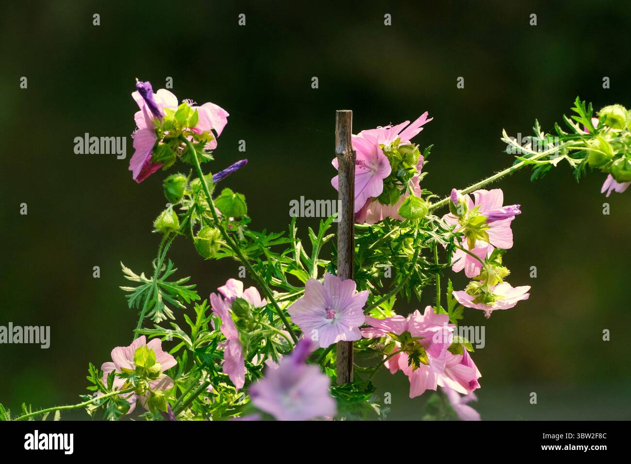 Fiori di malva rosa o di malva nel giardino Foto Stock
