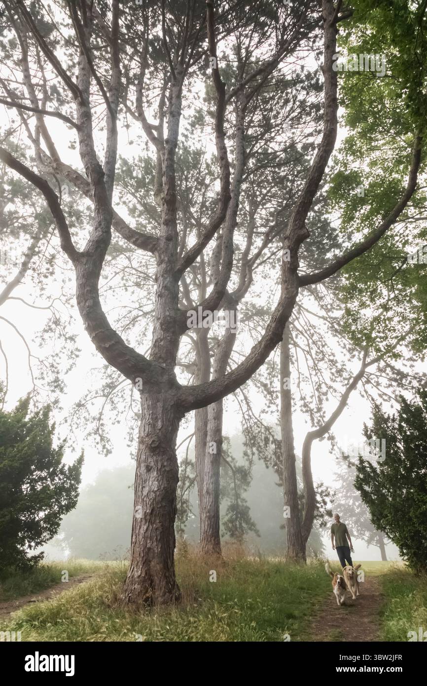 Inghilterra, Somerset, Bath, Alexandra Park, Dog Walker Foto Stock