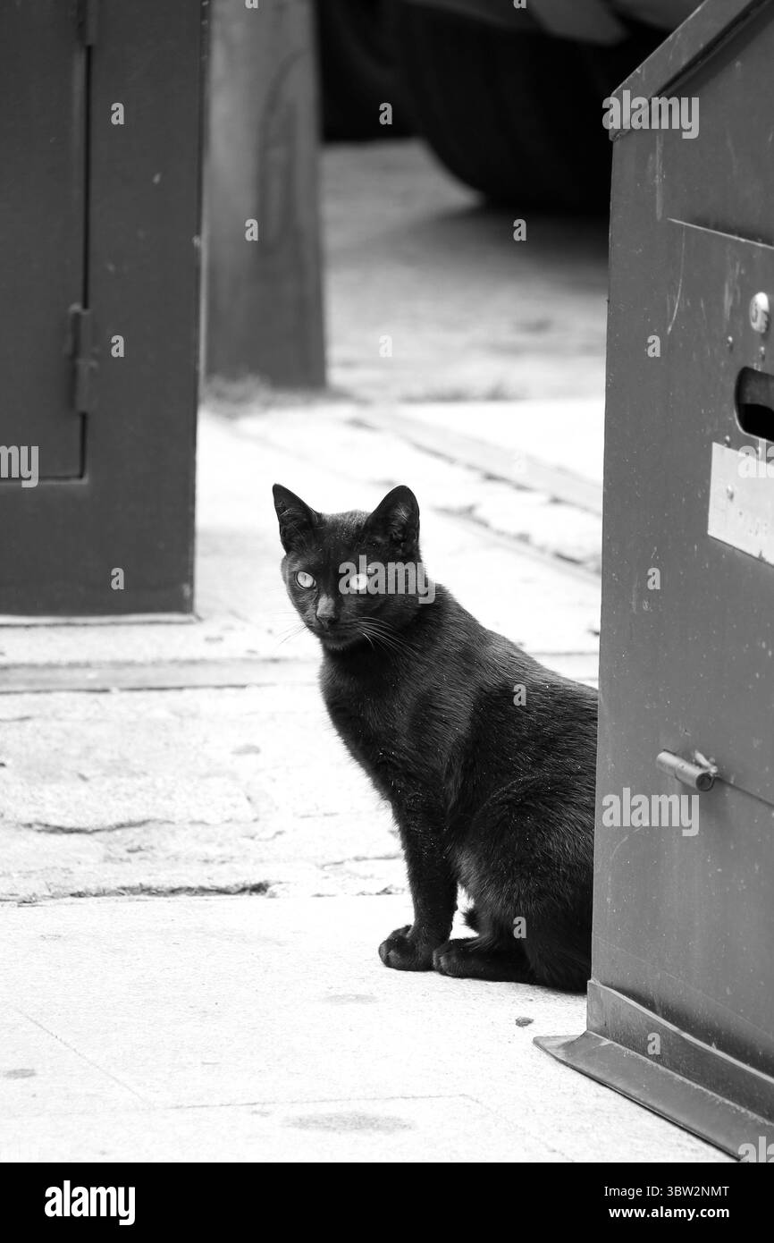 Gatto nero accanto a una cassetta postale per strada in Spagna Foto Stock