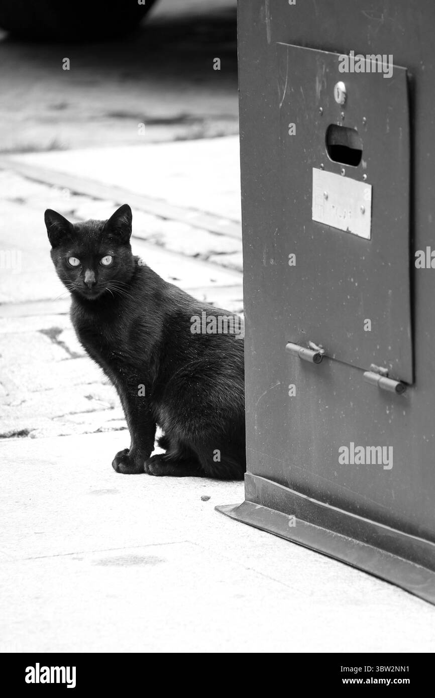 Gatto nero accanto a una cassetta postale per strada in Spagna Foto Stock