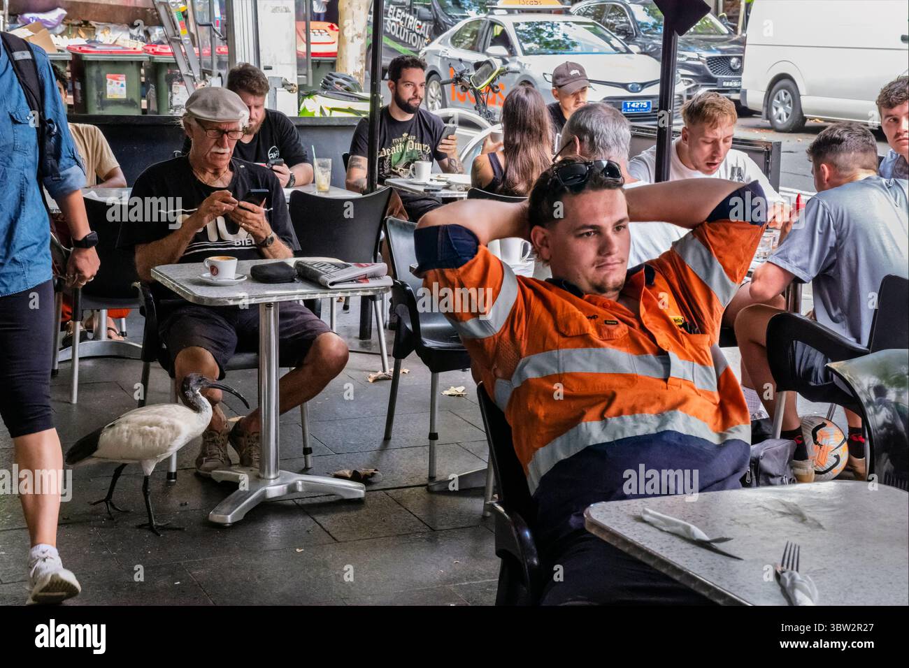 Un bin Chicken (ibis bianco australiano) in cerca di scarti di cibo in un caffè marciapiede a Kings Cross, Sydney, Australia Foto Stock