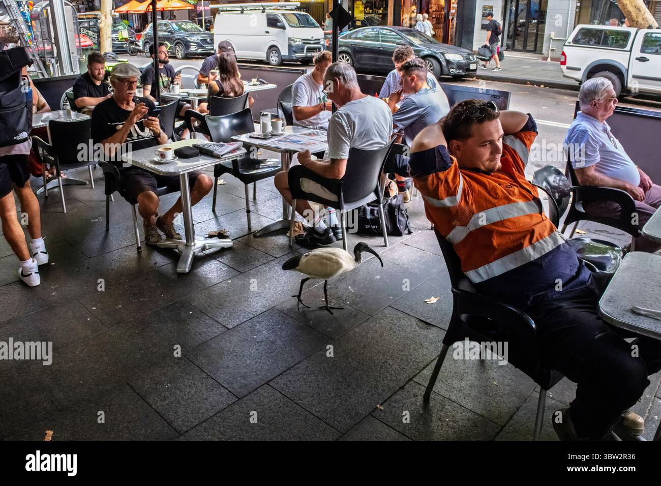 Un bin Chicken (ibis bianco australiano) in cerca di scarti di cibo in un caffè marciapiede a Kings Cross, Sydney, Australia Foto Stock