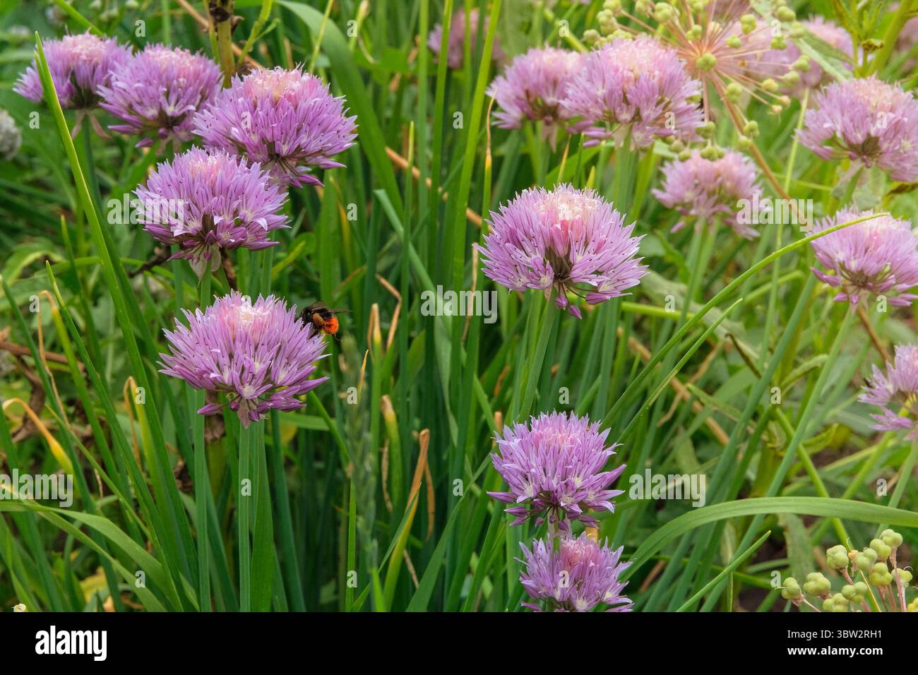 Giornata di sole. I fiori di erba cipollina crescono nel giardino del cottage. Giardino di erbe. Allium schoenoprasum nel prato. Giardino del cottage. Foto Stock