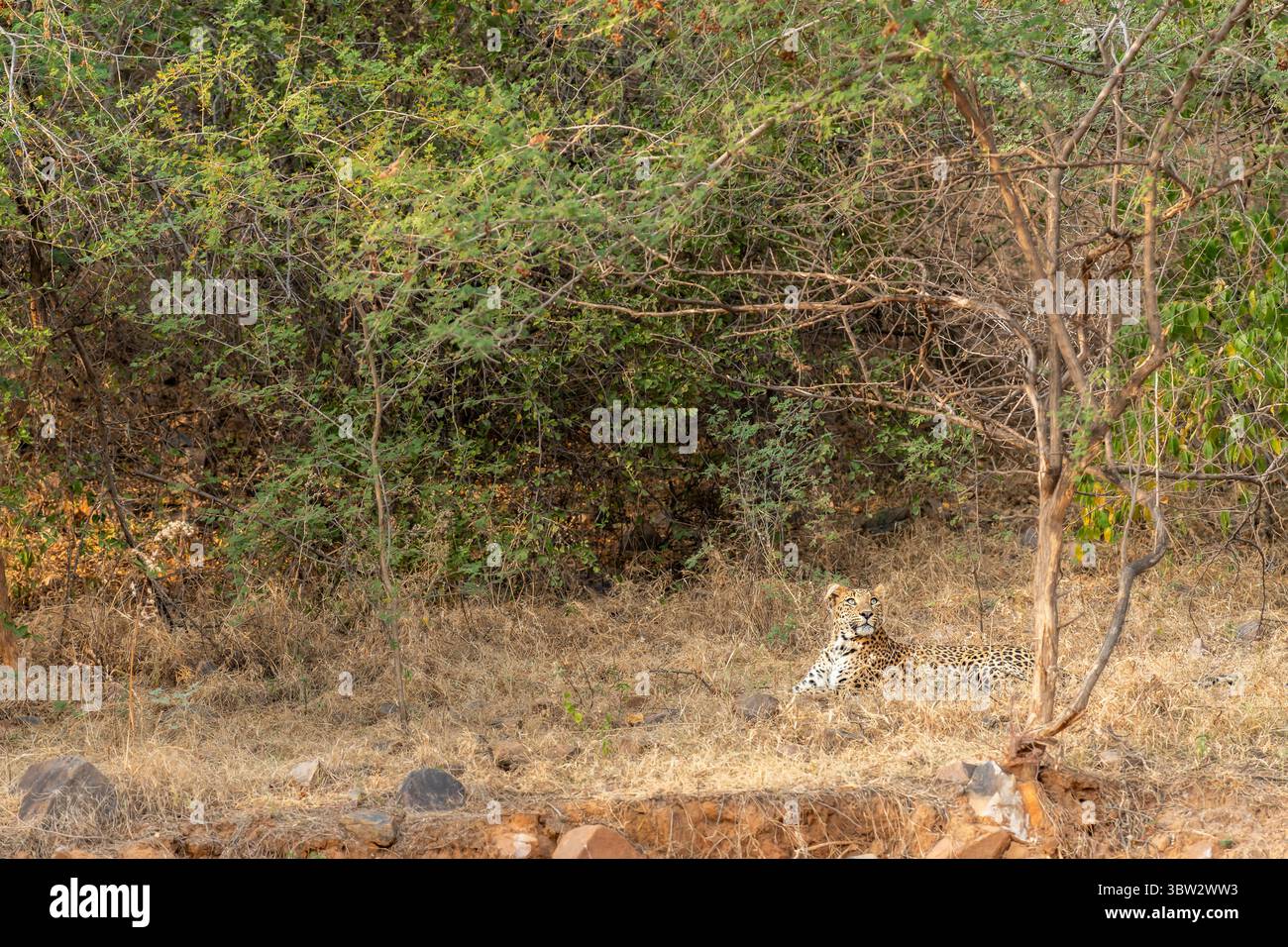 Selvaggia e sfuggente leopardo indiano o pantera o panthera pardus seduto sull'erba durante la stagione invernale safari nella riserva forestale dell'india Foto Stock
