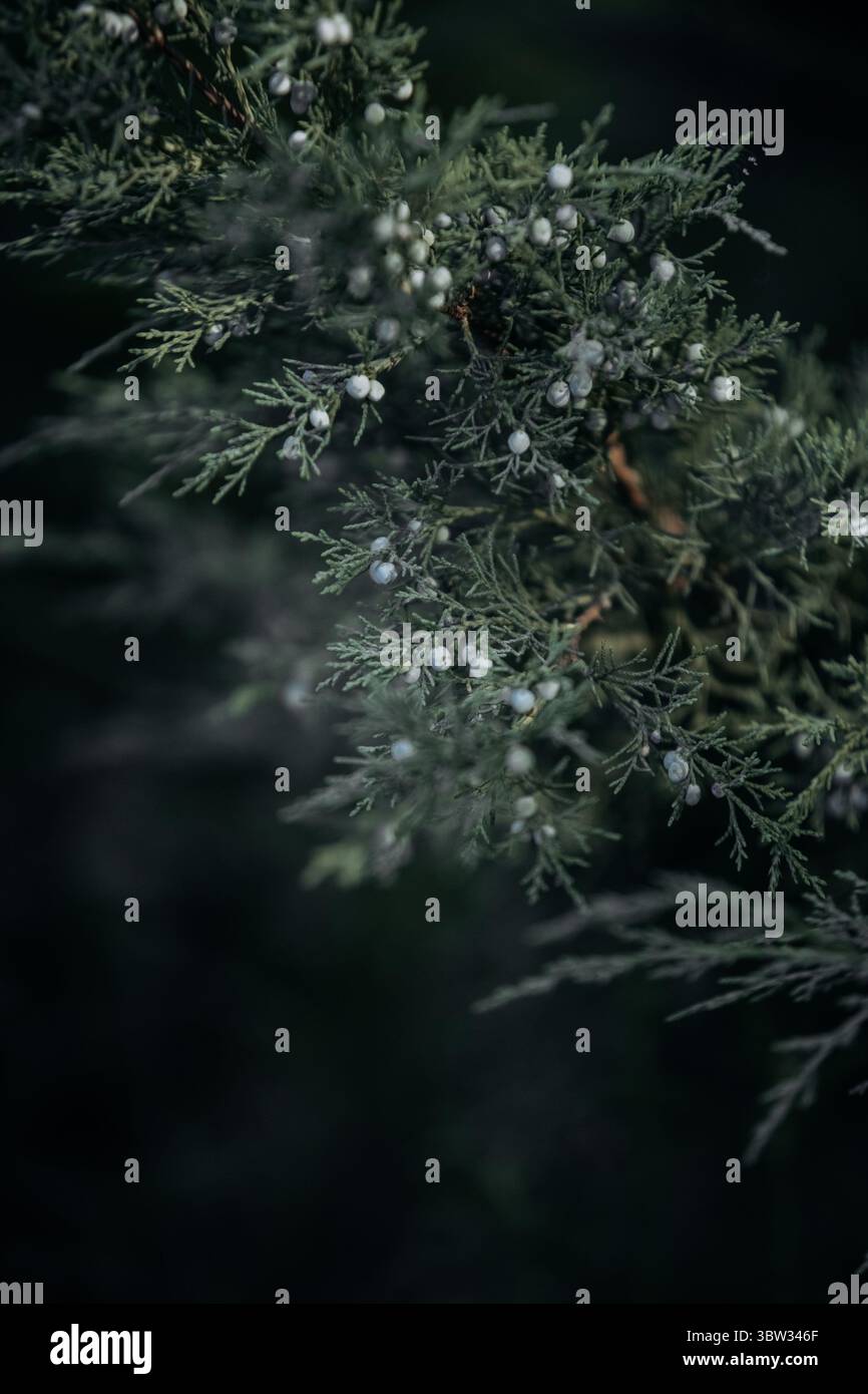 Chiudere la foto della diramazione di ginepro Foto Stock