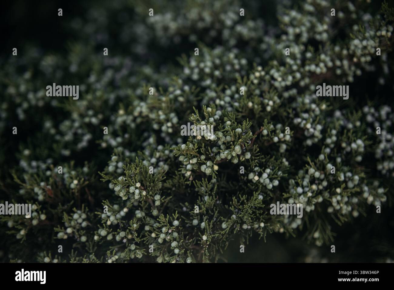 Ravvicinata filiale Juniper Foto Stock