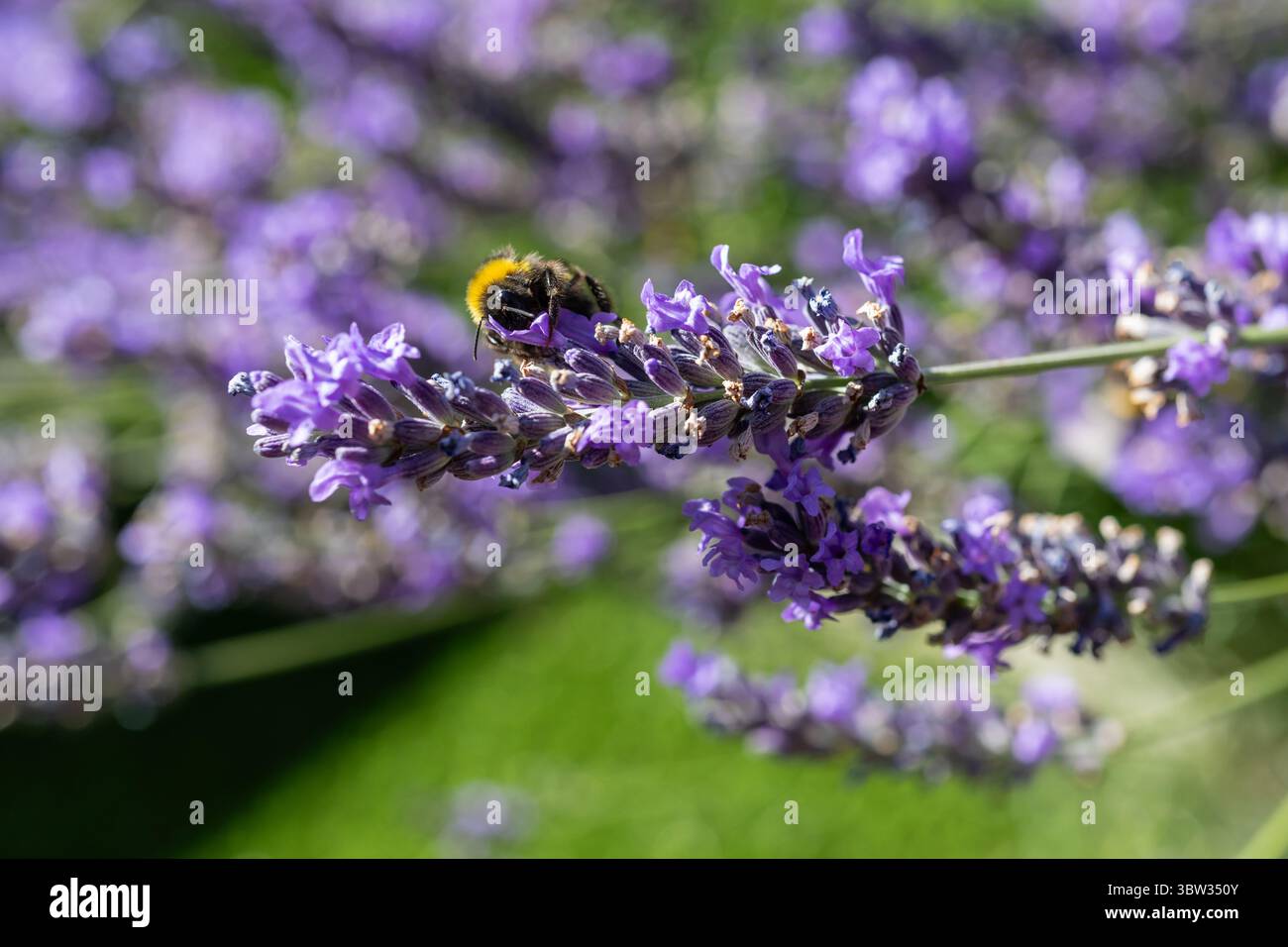 Un Bumblebee sui fiori di lavanda inglesi Foto Stock