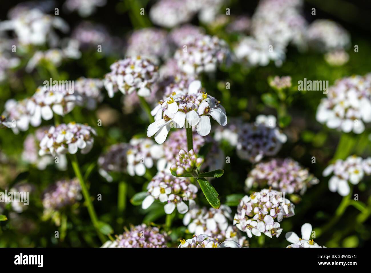 Fiori di Iberis "ghiaccio rosa" Foto Stock