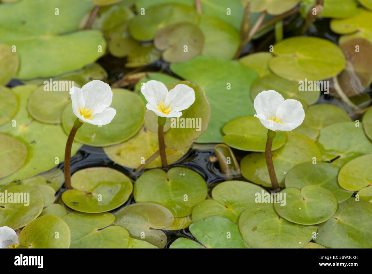 Frogbit, Hydrocharis Morsus Ranae, pianta bianca galleggiante dello stagno, tre fiori nello stagno naturale del giardino, Sussex Foto Stock