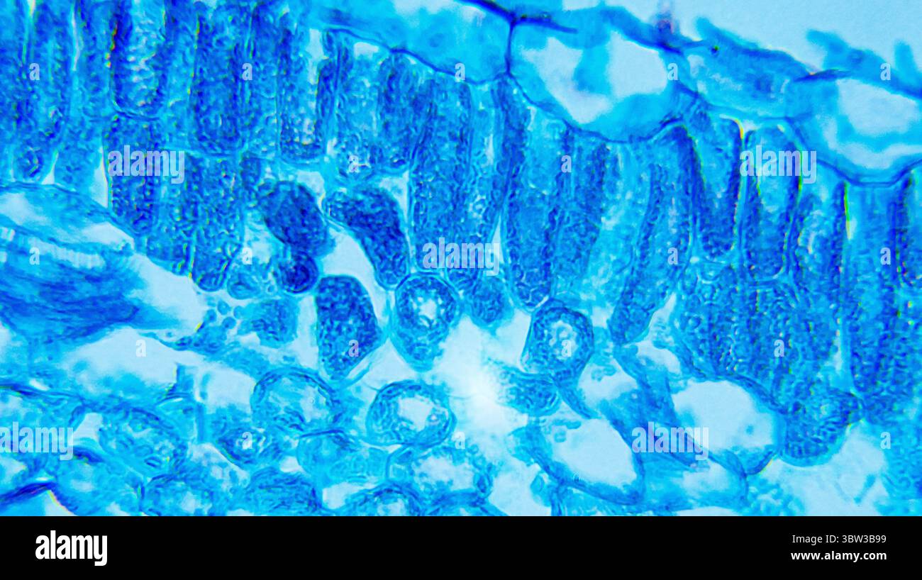 Foglia di Ipomoea sotto microscopio ottico Foto Stock