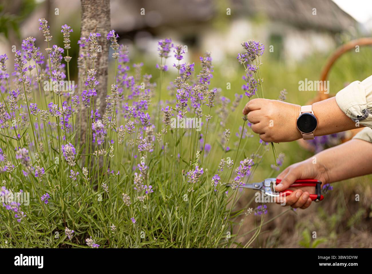 Giardiniere che raccoglie fiori di lavanda nel suo bellissimo giardino Foto Stock