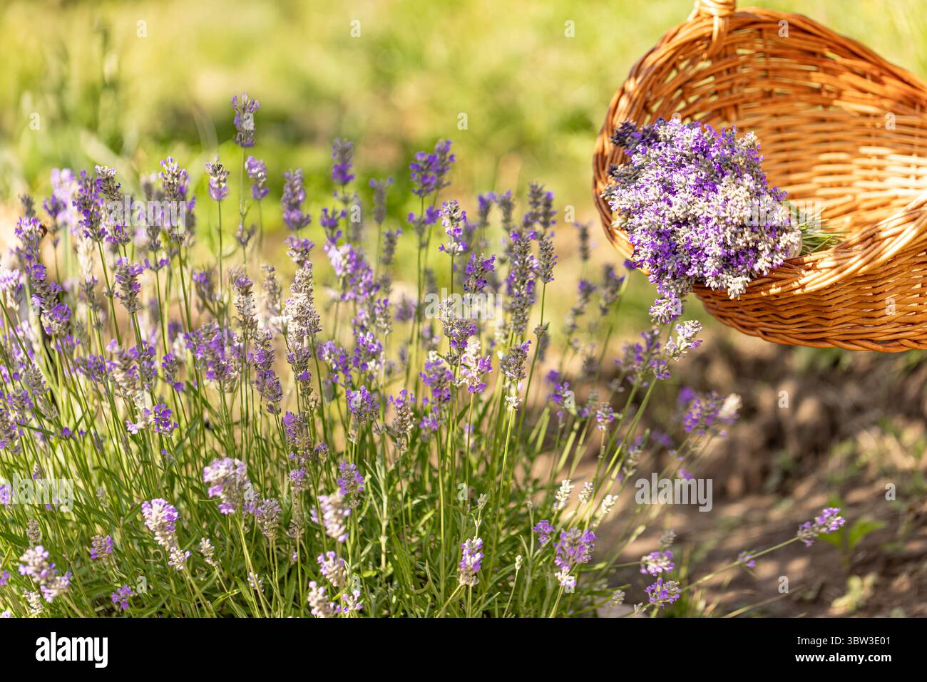 Cestino di vimini che contiene fiori di lavanda appena raccolti nel campo in fiore Foto Stock