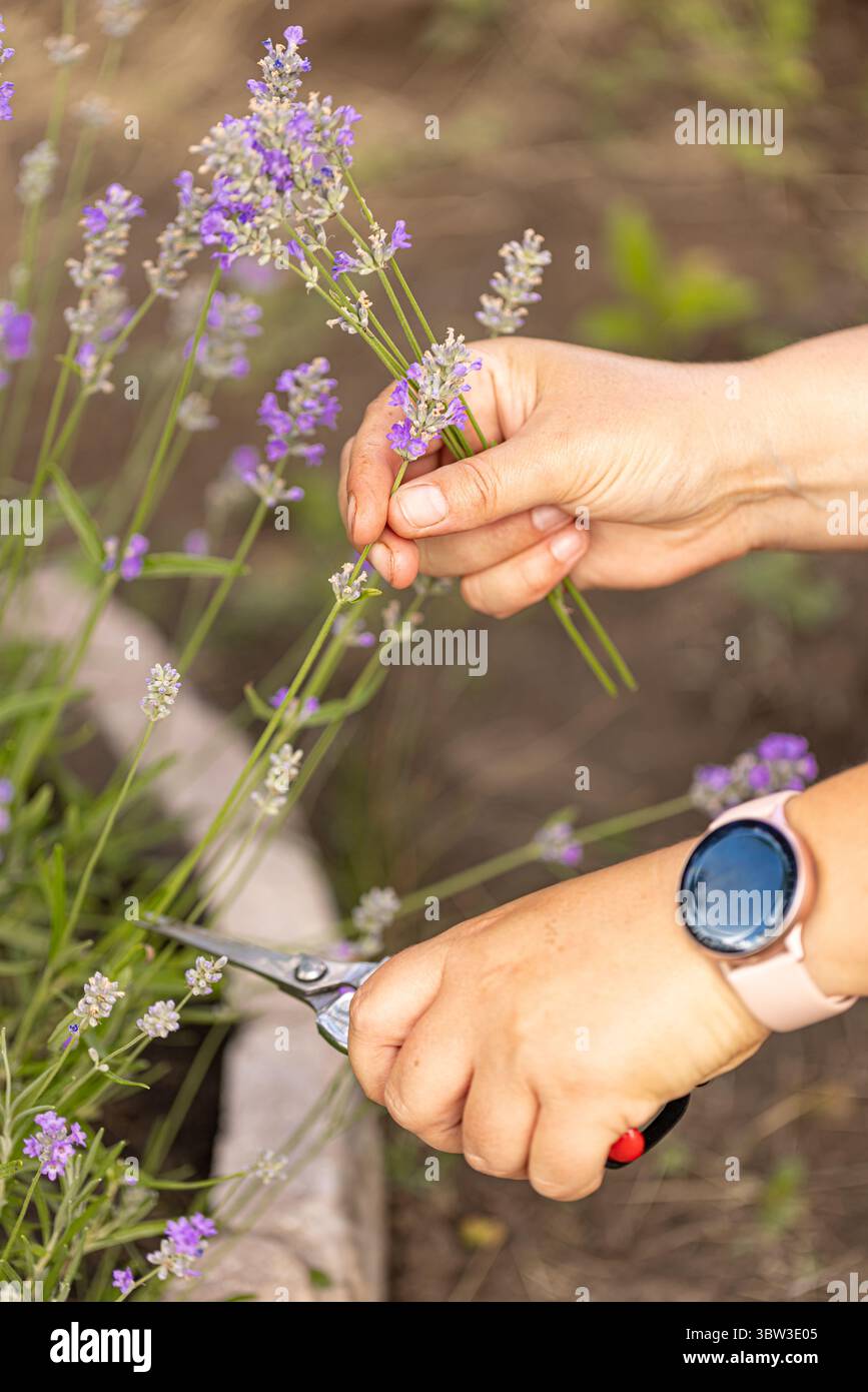 Taglio manuale di fiori di lavanda con forbici in un campo, raccolta di fiori freschi e profumati per l'olio essenziale o per uso culinario Foto Stock