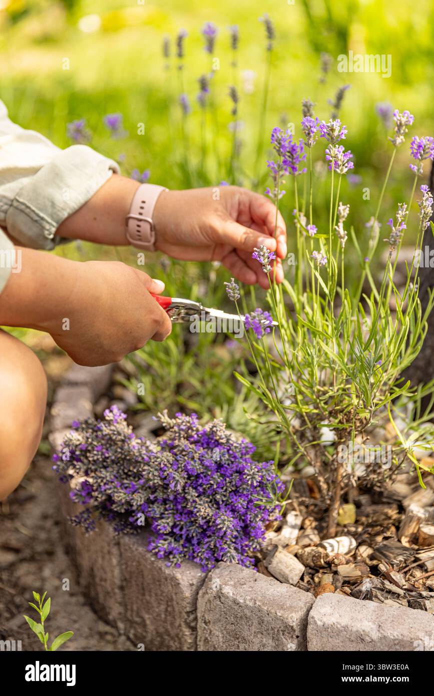Donna che raccoglie fiori di lavanda con forbici in un giardino soleggiato Foto Stock
