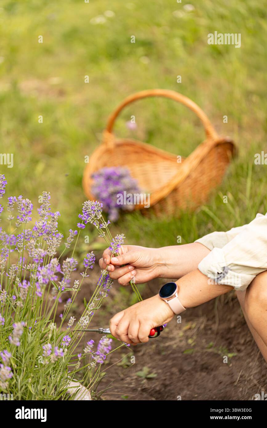 Taglio a mano di fiori di lavanda con forbici in un campo, fiori freschi e profumati Foto Stock