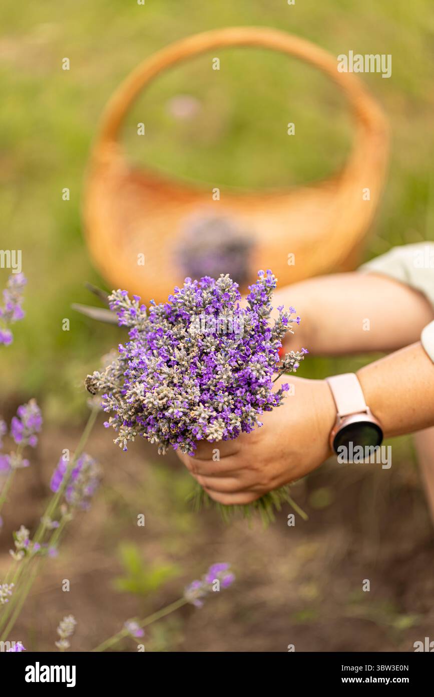 Mani con un bouquet di fiori di lavanda appena tagliati Foto Stock
