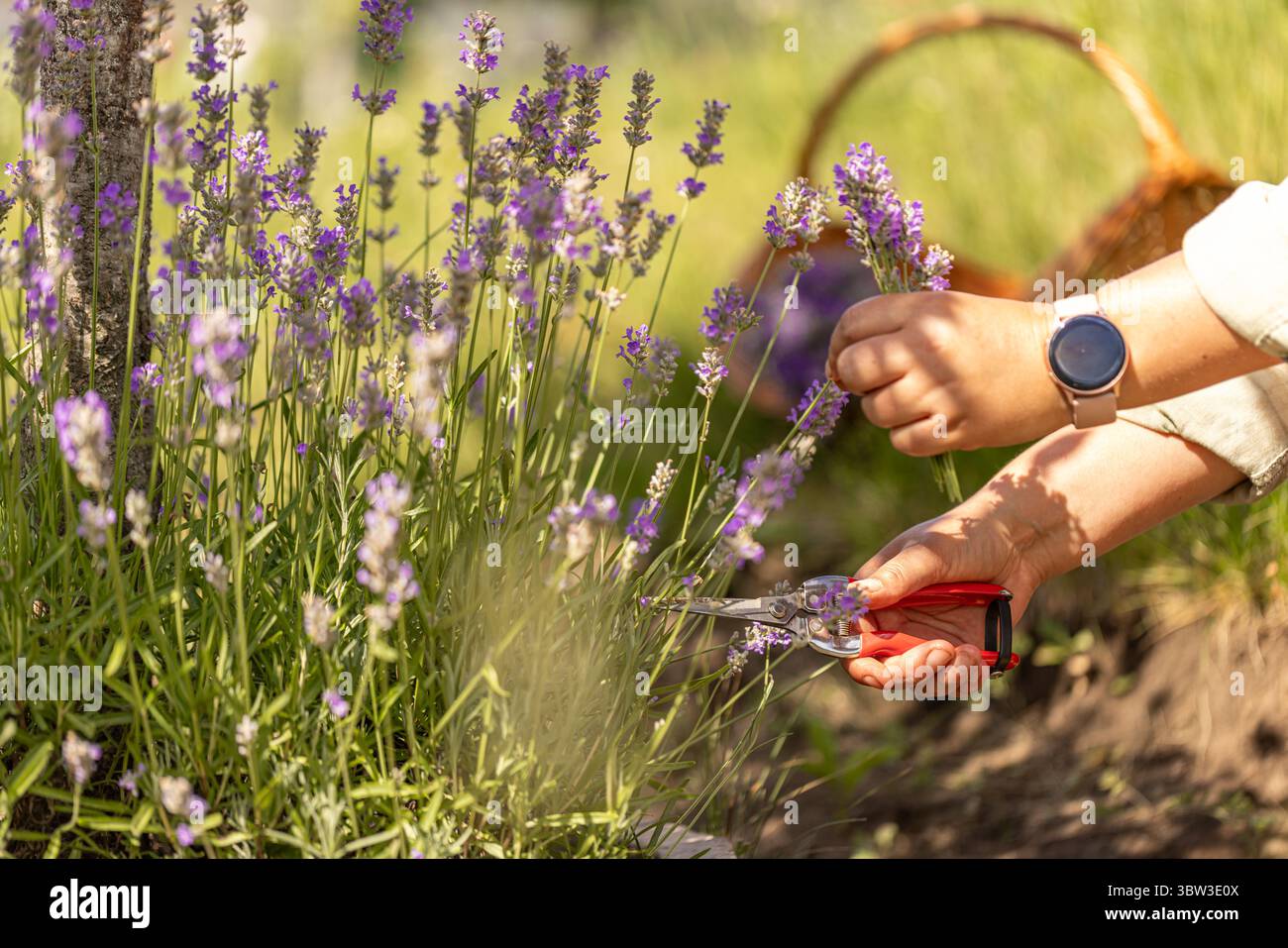 Donna che raccoglie fiori di lavanda in un campo fiorito Foto Stock