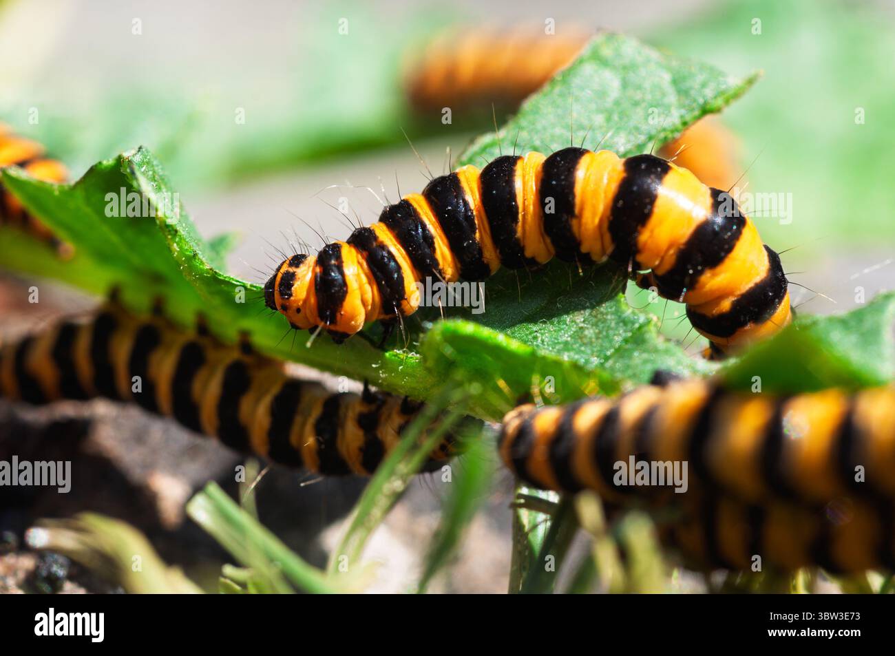 I caterpilari di cinabro sono facilmente identificabili dai loro corpi a strisce nere e gialle, una colorazione che avverte i predatori della loro tossicità. Foto Stock