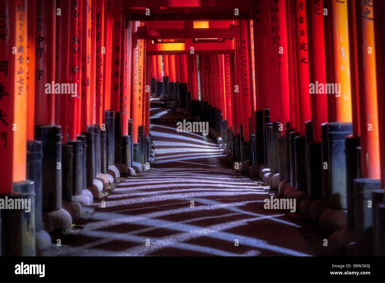La vista delle porte torii vermiglio si estende in lontananza, formando un vivace tunnel di colori e ombre, invitante esplorazione, Kyoto, Giappone. Foto Stock