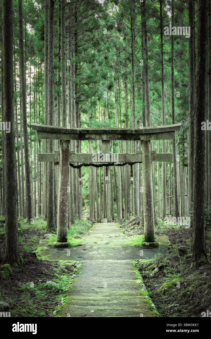 Vista di un sentiero in pietra che conduce ad una tradizionale porta Torii, avvolto da una fitta foresta di alberi torreggianti, creando una scena serena e mistica, Kyoto, Kyoto, Giappone. Foto Stock