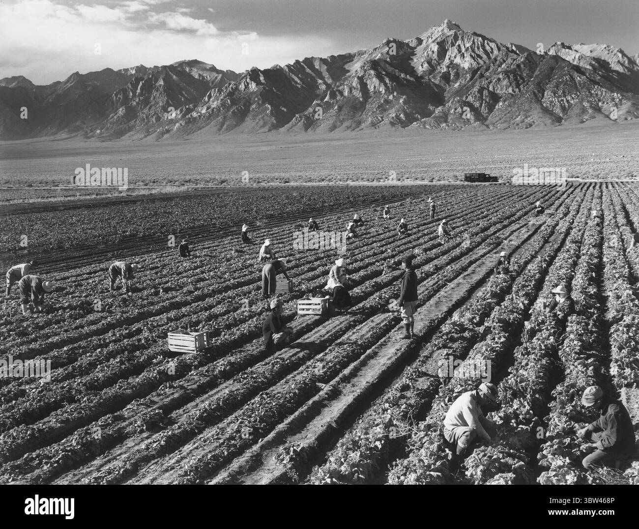 11 ottobre 2020, Manzanar, California, Stati Uniti: Lavoratori agricoli, MT. Williamson in background, Manzanar Relocation Center, California, USA, Ansel Adams, Manzanar War Relocation Center Photographs, 1943 (immagine di credito: © circa Images/JT Vintage via ZUMA Press Wire) Foto Stock