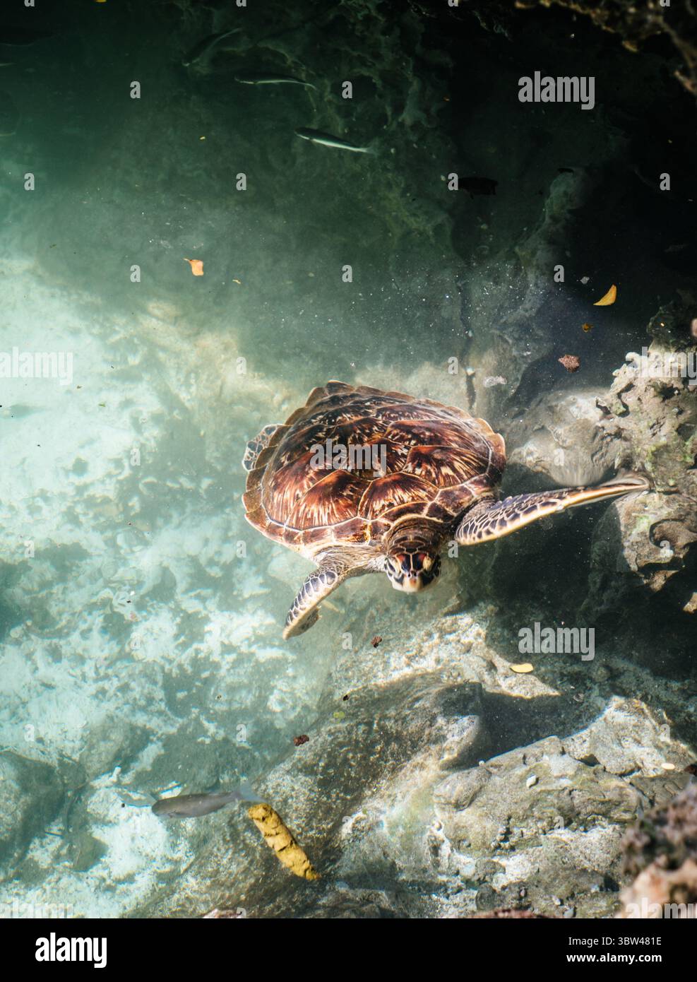 Tartarughe hawksbill al Baraka Natural Aquarium di Nungwi sull'isola di Zanzibar, Tanzania Foto Stock