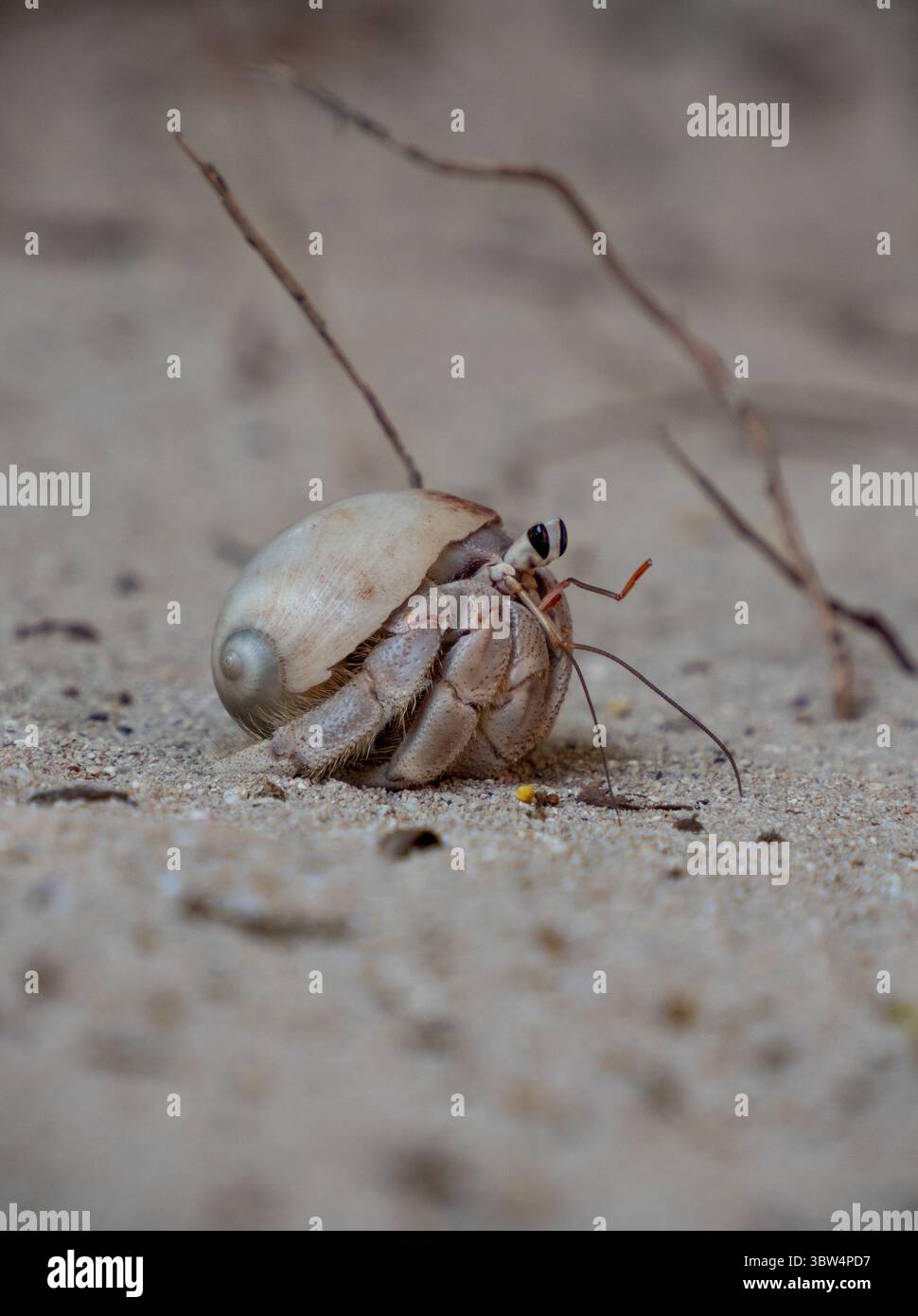 Grazioso piccolo granchio di Hermit con conchiglia in una spiaggia sull'isola di Zanzibar in Tanzania Foto Stock