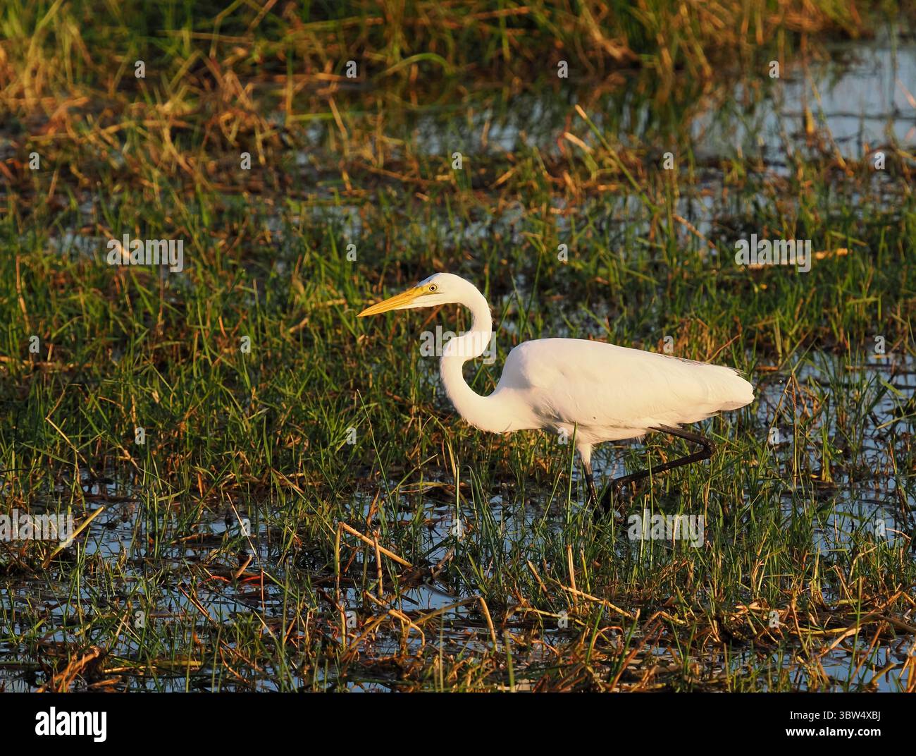 Un grande egret non riproduttore (grande egret bianco) identificato dal suo becco giallo. Foto Stock