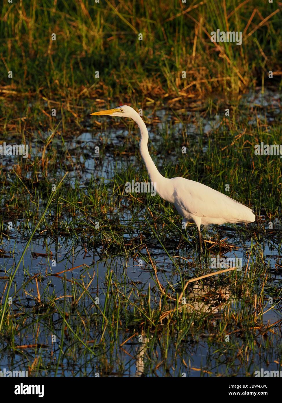 Un grande egret non riproduttore (grande egret bianco) identificato dal suo becco giallo. Foto Stock