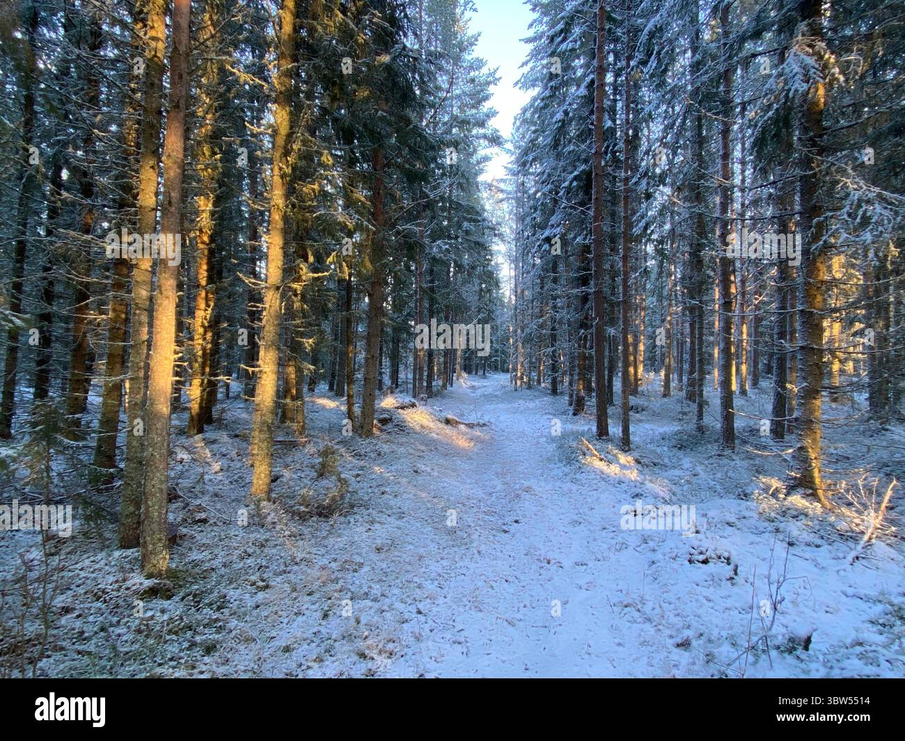 Un sentiero coperto di neve immerso nel caldo bagliore del sole mattutino. Foto Stock