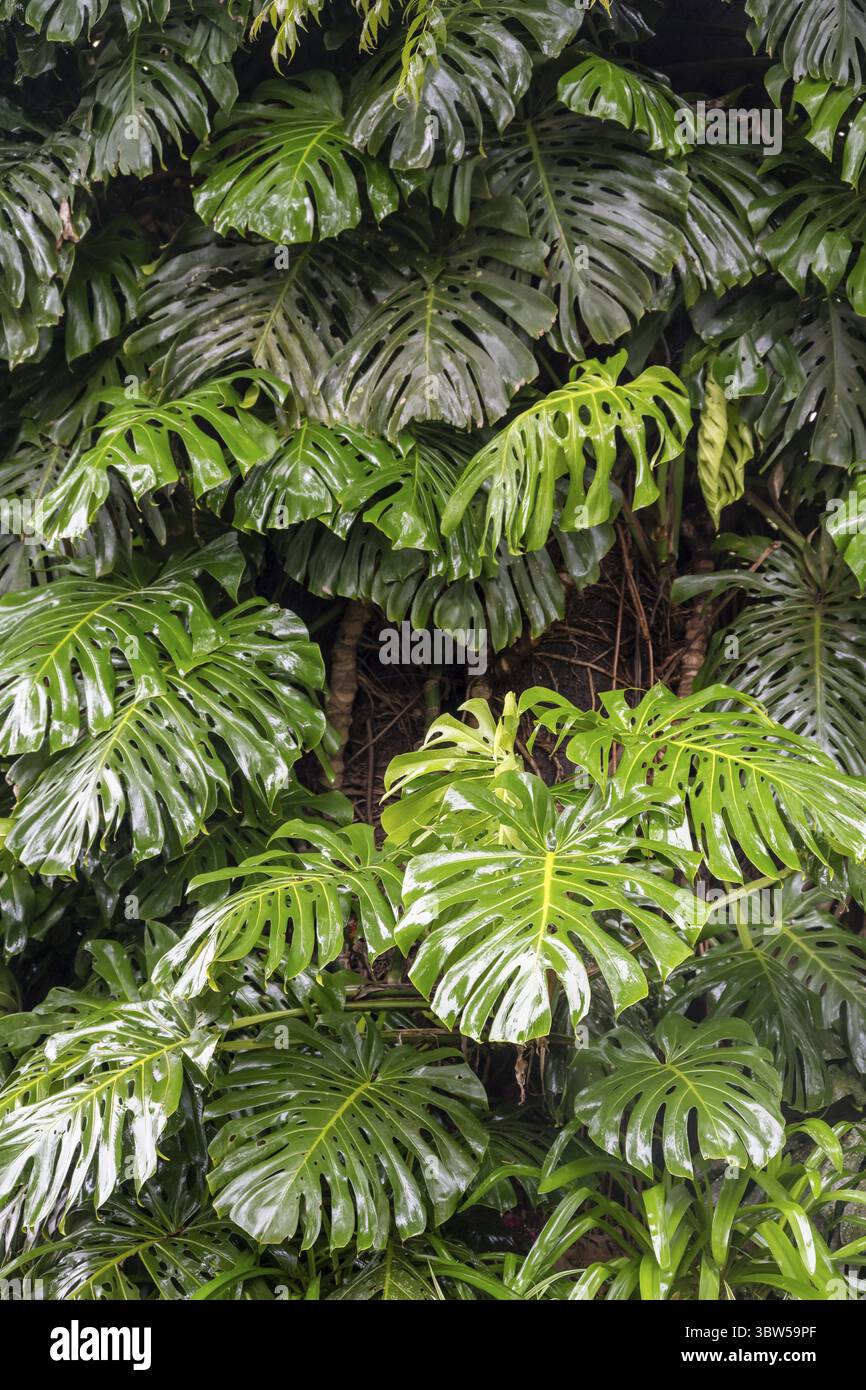 Foglie giganti di una Monstera, foglie di finestra (Monstera), Graskop, Mpumalanga, Sudafrica Foto Stock