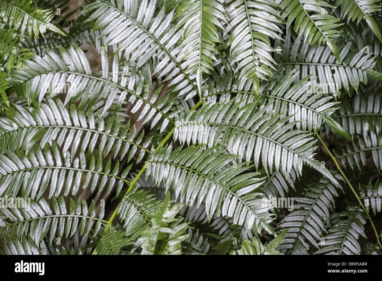 Foglie di felce, foreste dense, Gola di Graskop o Graskopkloof, Graskop, Mpumalanga, Sudafrica Foto Stock