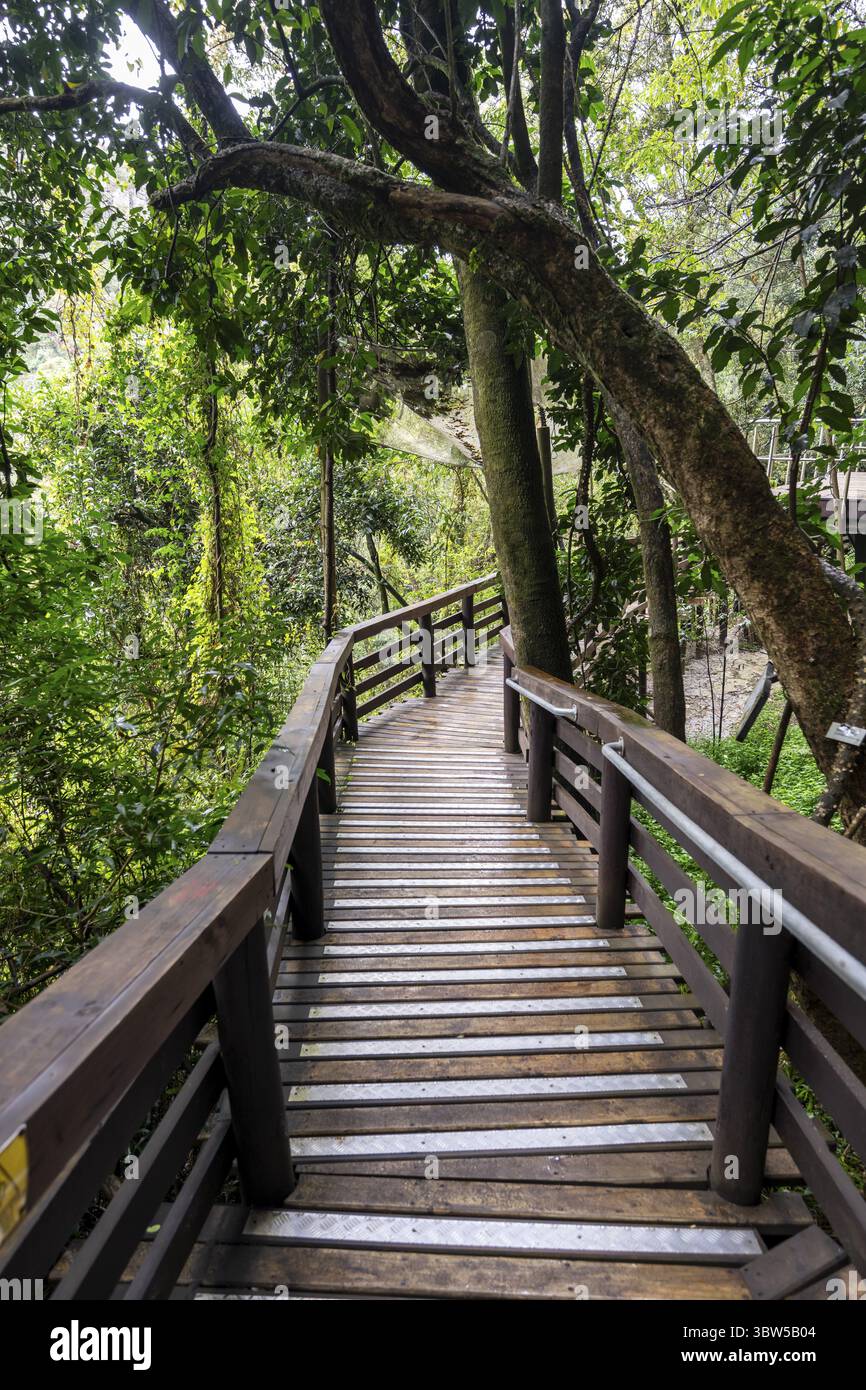 Sentiero in legno attraverso la fitta foresta, Graskop Gorge o Graskopkloof, Graskop, Mpumalanga, Sudafrica Foto Stock