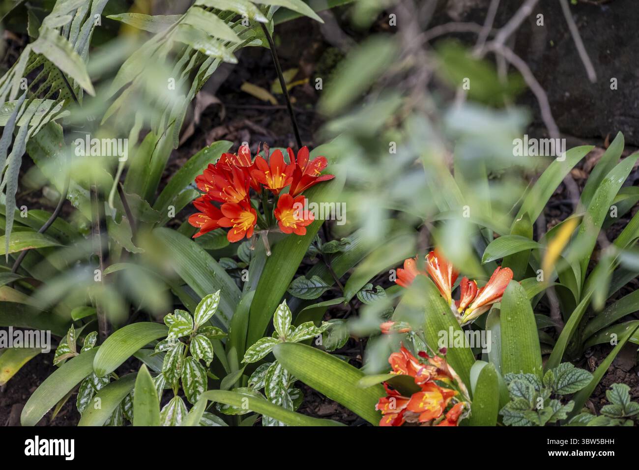 Fiori rossi di una clivia (Clivia miniata), foresta fitta, Gola di Graskop o Graskopkloof, Graskop, Mpumalanga, Sudafrica Foto Stock