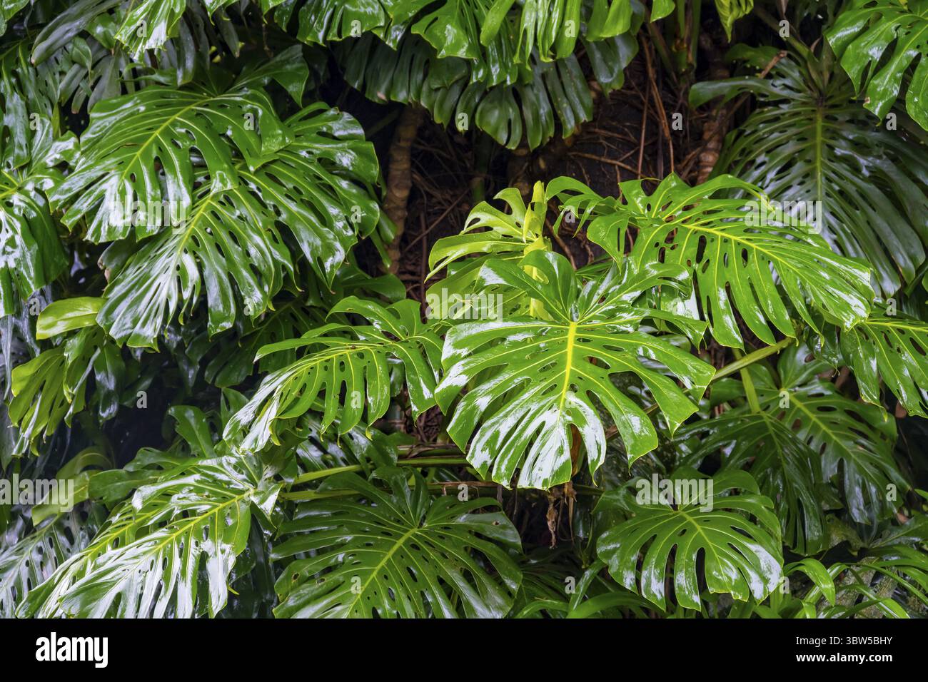 Foglie giganti di una Monstera, foglie di finestra (Monstera), Graskop, Mpumalanga, Sudafrica Foto Stock