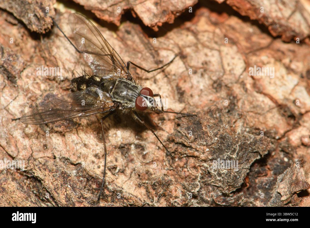 Senostoma Fly occupa una posizione sul tronco dell'albero di eucalipto. Foto Stock
