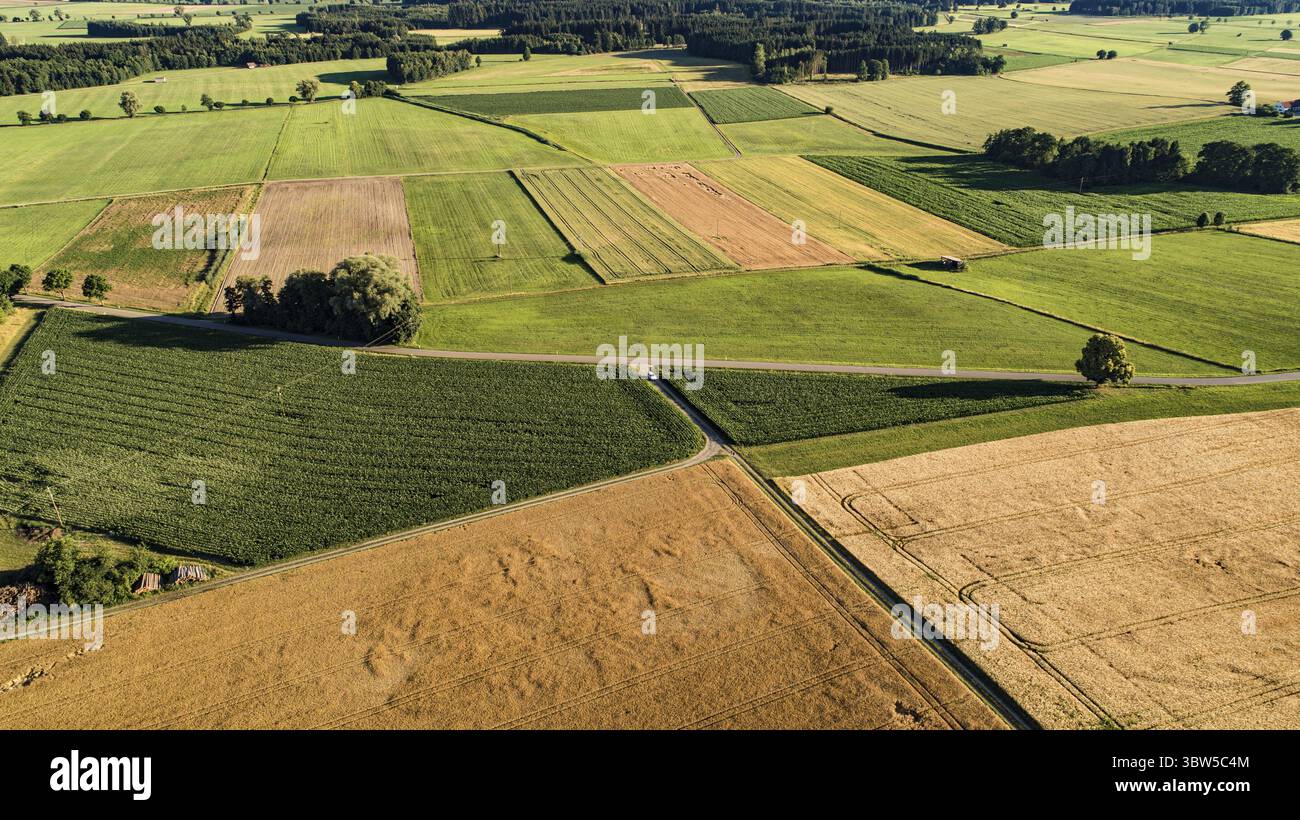 Vista aerea dei campi di grano ad ovest di Augusta, Baviera, Germania Foto Stock